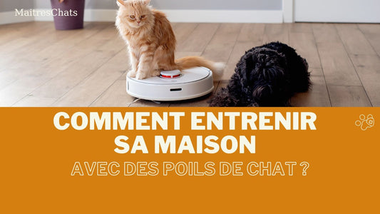 Comment entretenir sa maison avec des poils de chat ? - Maitreschats