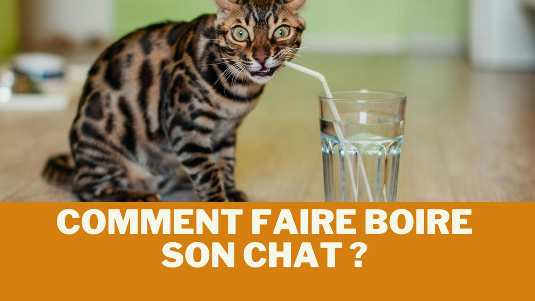 Comment faire boire son chat ? - Maitreschats