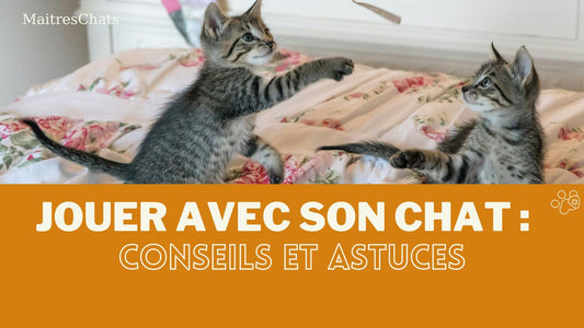 Jouer avec son chat : Conseils et Astuces pour des heures de bonheur ! - Maitreschats