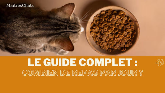 Le guide complet : Combien de repas par jour un chat doit-il manger ? - Maitreschats