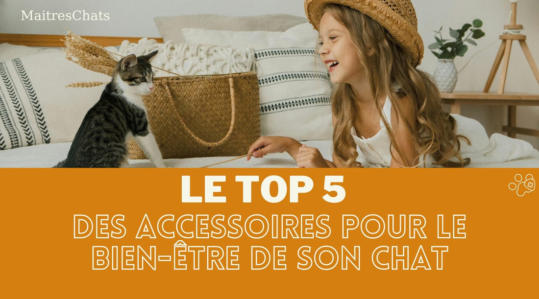 Le TOP 5 des accessoires pour le bien-être de son chat - Maitreschats