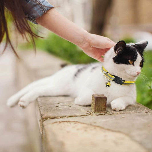 Collier réfléchissant pour chat - FlashCat™ - Maitreschats