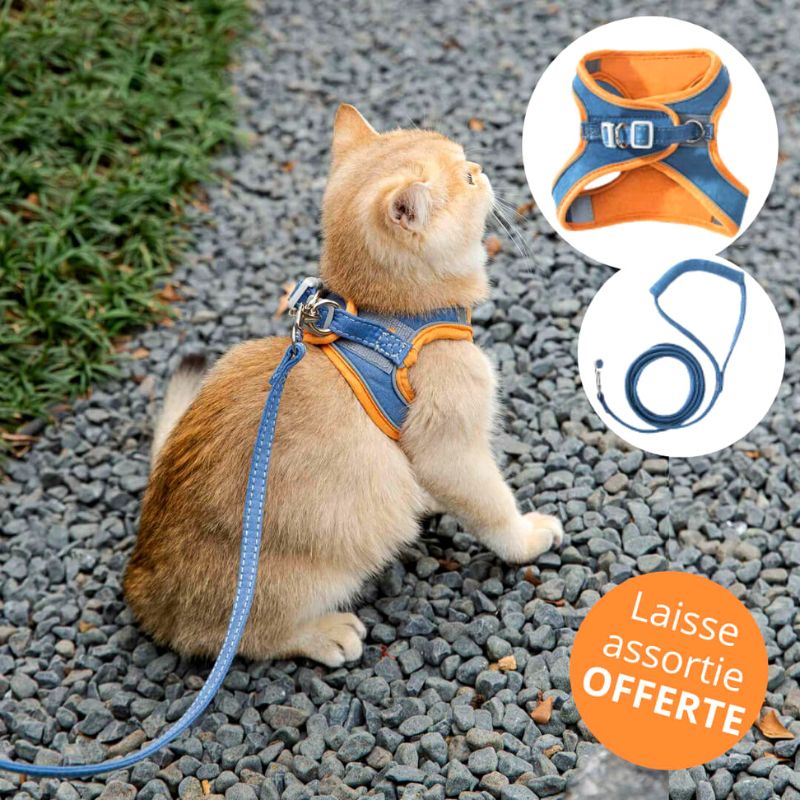 Harnais pour chat - DenimCat™ - Maitreschats